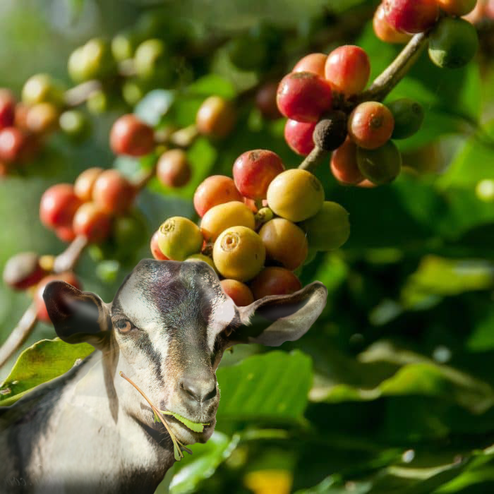 goat_coffee tree-branch